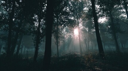 early morning forest scenery, fog layers and sun rays, cinematic calm, no people 