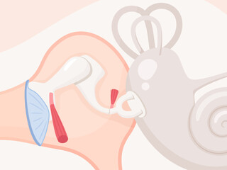 アブミ骨筋と鼓膜張筋のイラスト