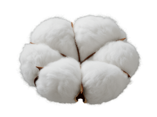 Cotton swabs neatly arranged and isolated on a clean white background