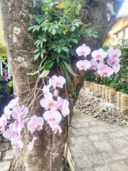 Beautiful pink orchid branch variety Phalaenopsis Rosea on tree, Sao Paulo, Brazil