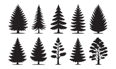 Silhouettes of evergreen trees in a forest setting