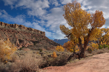 Obraz premium Beautiful Golden Leaved Tree at the Beginning of the Smithsonian Butte National Back Country Byway near Rockville Utah.