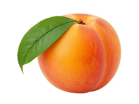 Ripe peaches and apricots with green leaves isolated on a white background