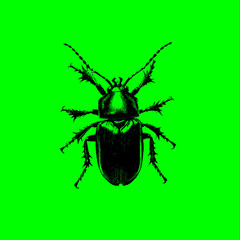 Fototapeta premium Pixelated insect with digital glitch effect on green, gray or transparent background