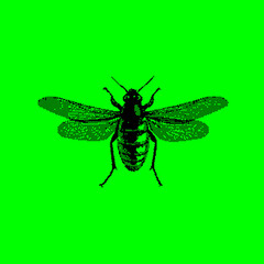 Pixelated insect with digital glitch effect on green, gray or transparent background