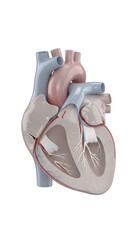 Human heart anatomy showing internal cross-section on transparent background