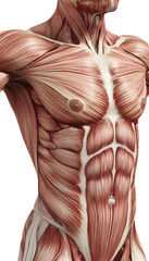 Human muscular system &eacute;corch&eacute; showing torso anatomy