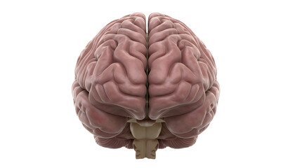 Human brain 3d model with transparent background