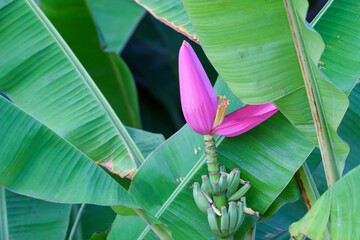 Flowering Banana or Musa ornata with small fruit on palm against green leaves or fronds.