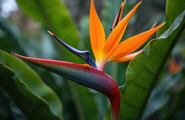 Close-up photo of an orange Bird of Paradise flower with red and green sepals and blue accents. Lush green leaves form soft background blur. Tropical plant blossoms with unique shape.