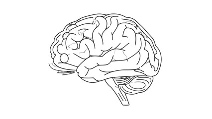 Mind's Landscape: Detailed outline of the human brain, offering a visual journey into the complexities of thought, memory, and consciousness.