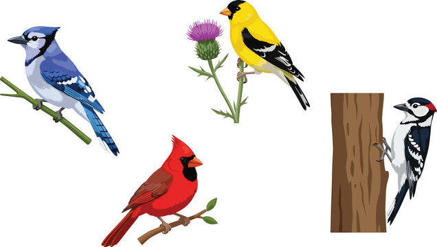North American Songbirds Vector Collection: Cardinal, Blue Jay, Woodpecker, and Goldfinch Illustrations