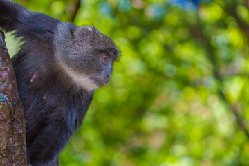 Blue monkey or Cercopithecus mitis in tree looking down at food of tourists.