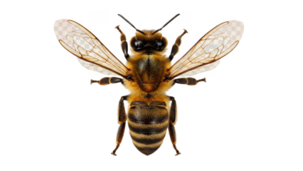 Close-up of a honeybee with wings spread