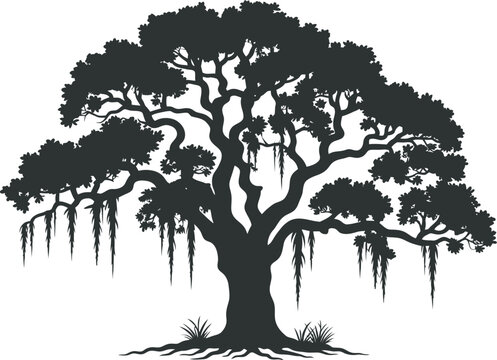 Spanish Moss Draping from Live Oak Tree Silhouette Vector Illustration