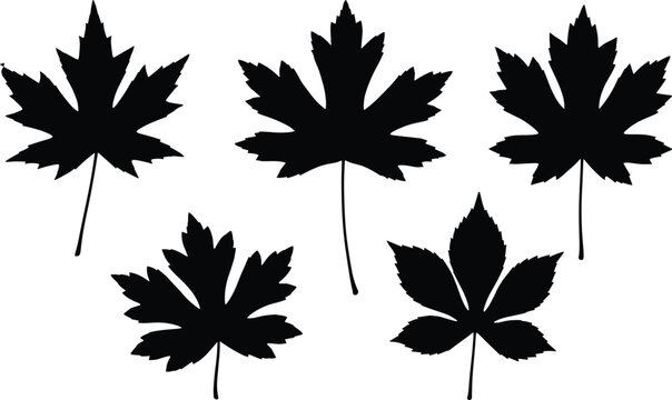 Vector Set of Palmate and Compound Leaves