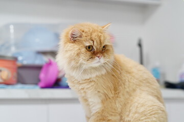 Charming orange Persian cat with fluffy fur gazes thoughtfully in a modern kitchen setting...
