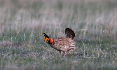Greater Prairie Chicken booming on the prairie © Deena Marie Czech 