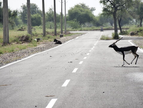 male blackbuck antelope crossing a road in the countryside in rajasthan, india, in bishnoi territory. Antilope cervicapra