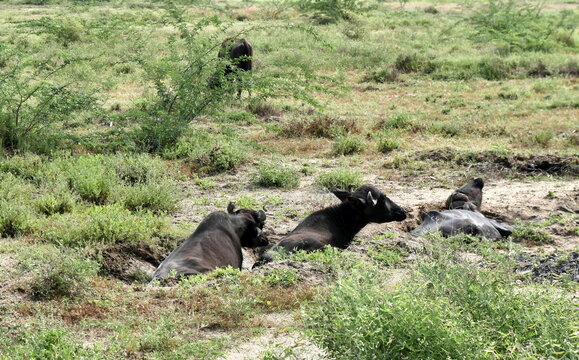 three water buffaloes enjoying a mud bath in rural india. Bubalus bubalis.
