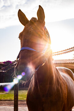Horse in sunlight with a blue halter outdoors