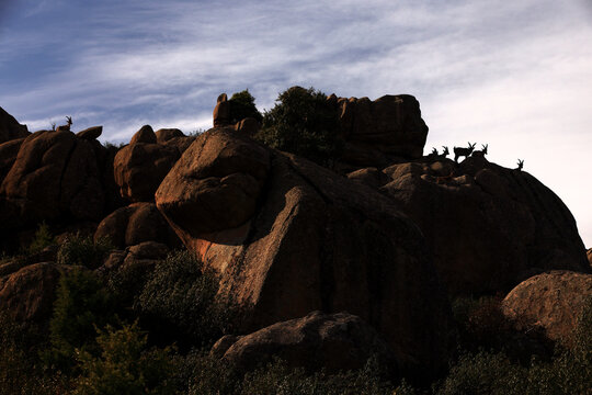 Iberian ibexes on rocky terrain in Guadarrama Park
