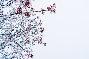 Red rowan berries on the branches covered with frost