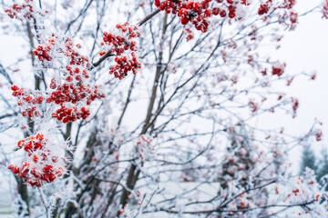Red rowan berries on the branches covered with frost