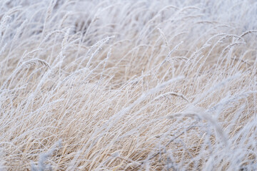 Autumn dry grass in frost