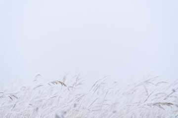 Delicate white branches in frost in a light misty landscape