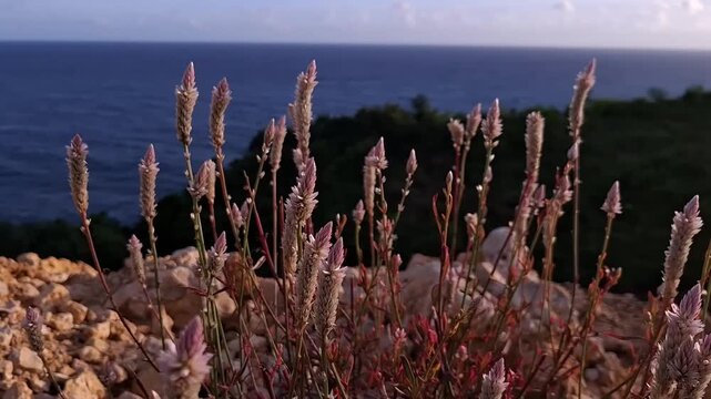 Its a beautiful plant with purple flower named Celosia Argentea, commonly known as the plumed cocksomb or silver cocks comb