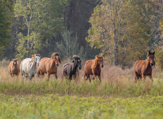 Herd of wild kept Spanish Mustang mares in open meadow.
