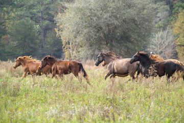 Herd of wild kept Spanish Mustang mares in open meadow.