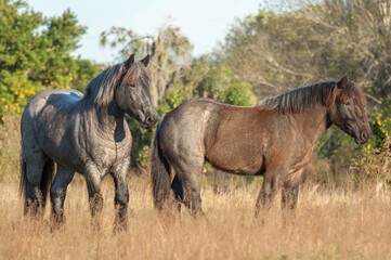 Two adult female Brabant Draft horse mares in tall grass field