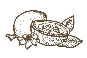 Hand drawn guava fruit whole, pieces and flower with leaves isolated on transparent background in vector file. Vintage sketch in linear style. Guava tropical fruit.