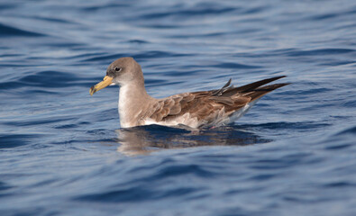 Berta maggiore, Calonectris diomedea