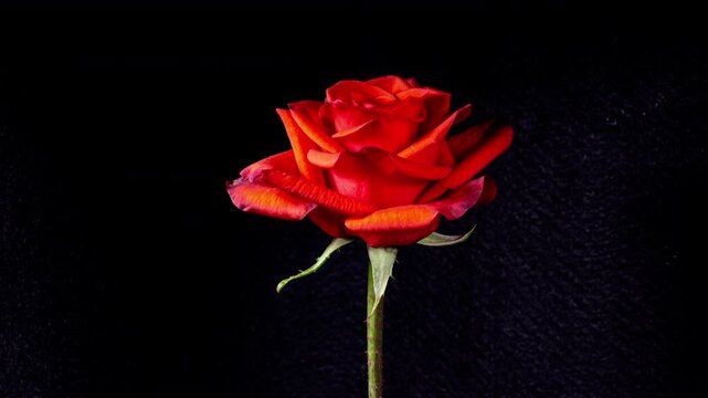 Time Lapse of Orange Rose Growing Blossom From Bud to Big Flower on Black Background