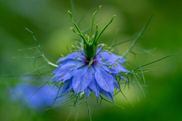 Nigella damascena early summer flowering plant with different shades of blue flowers on small green shrub, ornamental garden