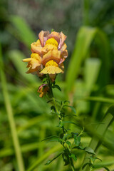 Antirrhinum majus flowers, common snapdragon in bloom, pink yellow flowering plant