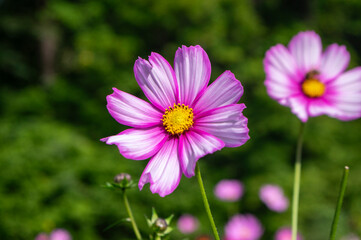 Cosmos bipinnatus mexican aster flowering white pink garden plants, group of beauty petal flowers in bloom on green background