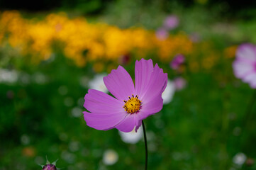 Cosmos bipinnatus mexican aster flowering white pink garden plants, group of beauty petal flowers in bloom on green background
