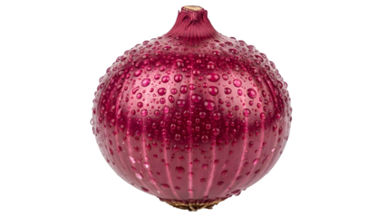 A close up of a ripe red hellebore seed pod isolated on transparent background