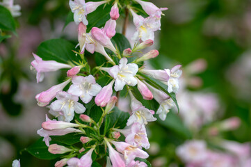 Weigela coraeensis pink white flowering shrub plant, group of colorful flowers in bloom