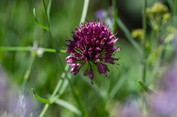 Allium Sphaerocephalon round headed garlic plant in bloom, purple bald head flowering ornamental onion