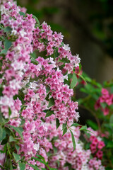 Weigela coraeensis pink white flowering shrub plant, group of colorful flowers in bloom, green leaves