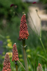 Kniphofia uvaria bright orange red ornamental flowering plants on tall stem, group tritomea torch lily red hot poker flowers