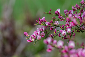 Cytisus scoparius scotch broom ornamental flowers in bloom, purple pink bright color flowering plant