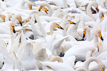 White whooper swans swimming in the nonfreezing winter lake. Altai, Russia