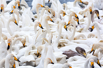 White whooper swans swimming in the nonfreezing winter lake. Altai, Russia