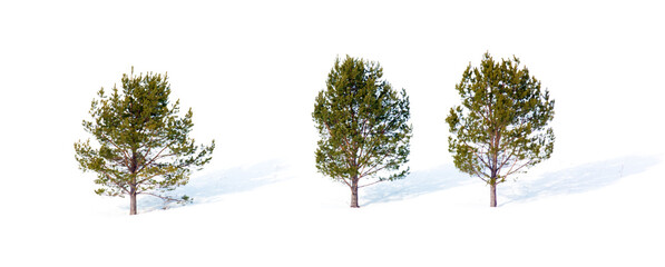 Green trees with shadows isolated on white background.